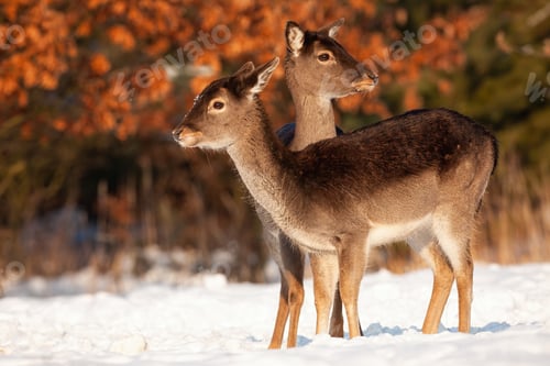 Preview: Wholesome fallow deer family standing close together in winter