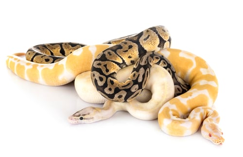 Preview: Ball pythons in studio