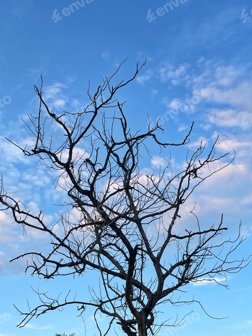 Preview: Dry tree branch on cloudy blue sky background. Silhouette of tree branches against the blue sky with