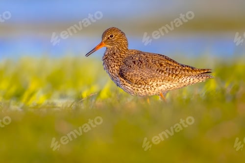 Preview: Common redshank wader bird in wetland