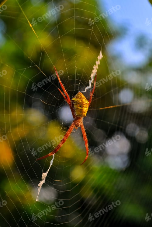 Preview: Yellow black crab spider on web