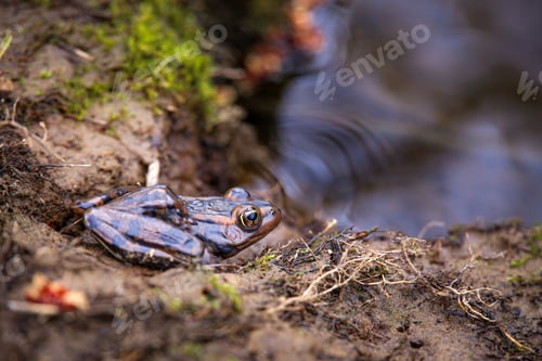 Preview: Closeup of frog on riverbank about to jump into the water.