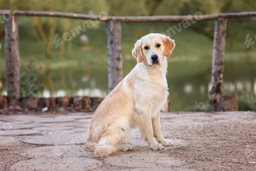 Preview: Beautiful dog golden retriever labrador sits in the grass in spring for a walk