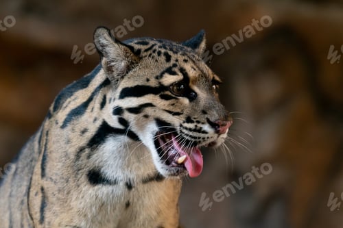 Preview: Clouded Leopard close up portrait in zoo