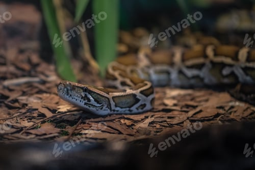 Preview: Burmese Python snake (Python bivittatus)