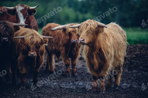 Preview: Closeup shot of a herd of brown bulls walking on a gloomy day