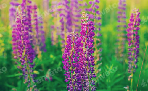 Preview: nature