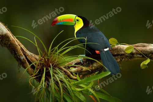 Preview: toucan, bird, colours, tropics