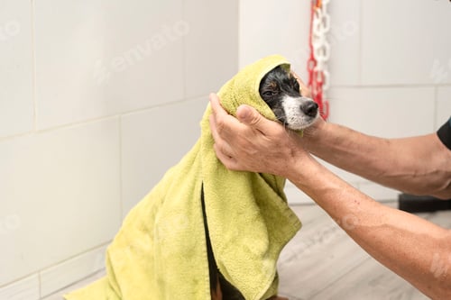 Preview: Cute Dog Being Dried with Towel after Bath