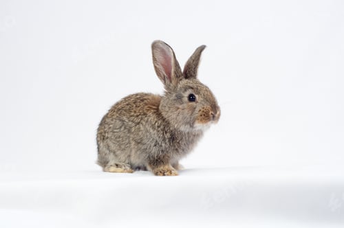 Preview: One gray rabbit on white background.