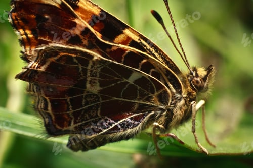 Preview: closeup moth on green plant