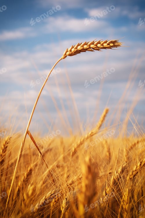 Preview: Ear of wheat