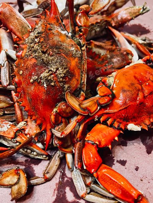 Preview: Fresh steamed crabs.