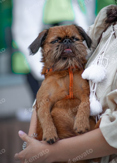 Preview: Dog Brussels Griffon - decorative breed of brown color. Gog is sitting in her arms