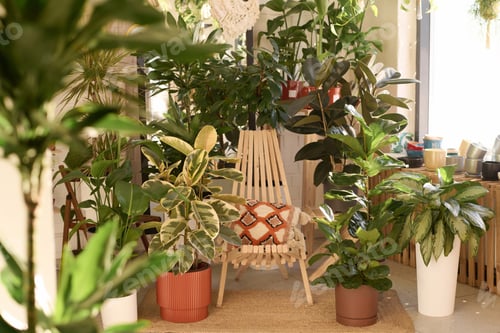 Preview: Wooden Chair And Houseplants In Plant Shop Interior