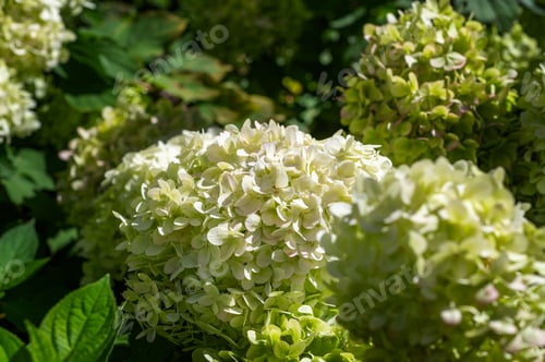 Preview: Hydrangea Flowers in the Garden