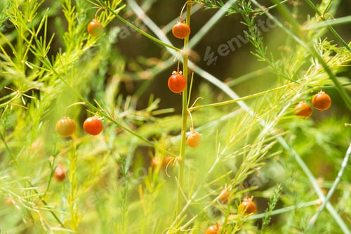 Preview: Asparagus plant with berries growing in nature