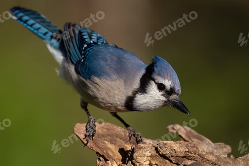 Preview: Blue Jay