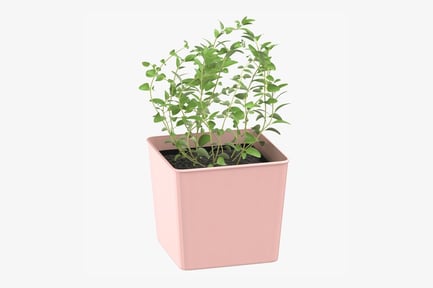 Preview: Potted Oregano Herb Plant
