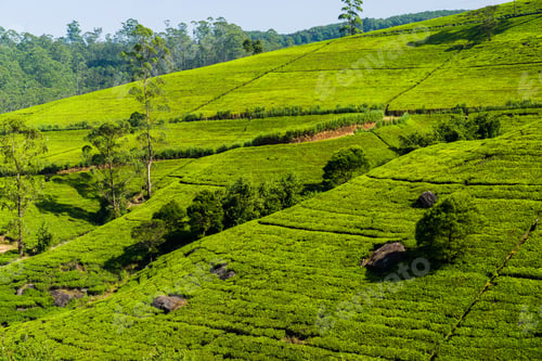 Preview: Green tea plantation in the mountains. Sri Lanka