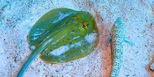 Preview: Blue Spotted Ribbontail Ray, Red Sea, Egypt