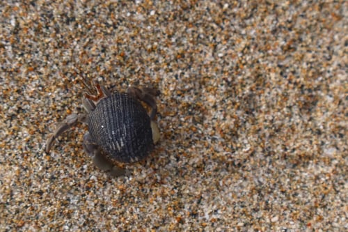 Preview: Brachyura Animal on the beach on sand with space for text