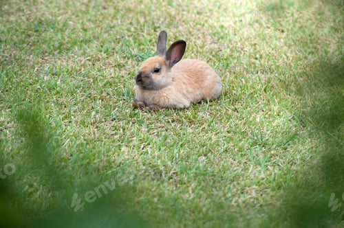 Preview: brownish-gray young rabbit on the green grass
