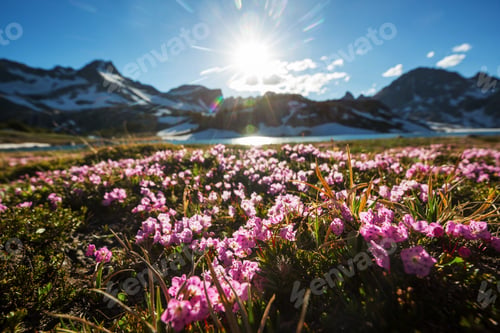 Mountains meadow