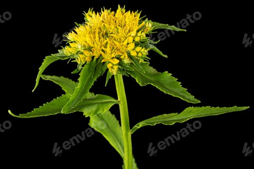 Preview: Inflorescence of yellow rhodiola rosea flowers, isolated on black background