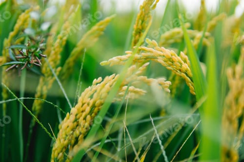 Preview: Closeup shot of wild rice plants on a field