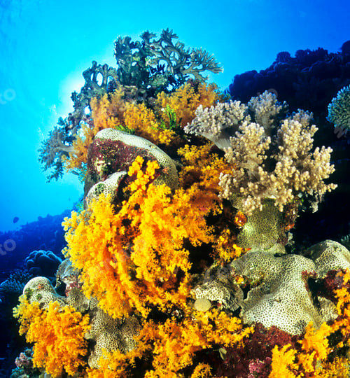 Preview: Scuba diving, underwater photography. Colorful underwater coral reef scene