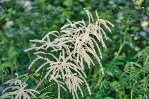 Preview: Close-Up of White Astilbe Flowers in a Lush Green Garden as floral background