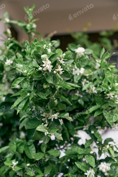Preview: White flowers among green foliage on a tangerine tree