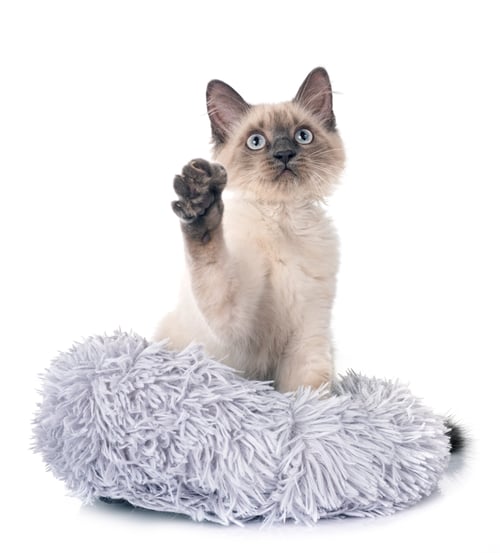 Preview: siamese kitten in studio