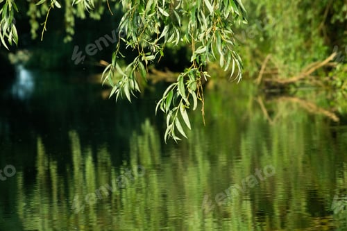 Preview: beautiful bright green summer foliage reflecting in water in the delta