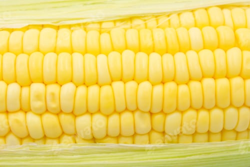 Preview: Close up Raw corn kernels in rows.