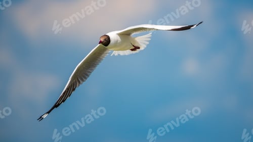 Preview: Brown-headed Gull flying with its wings extended against the skies of Talaimannar, Sri Lanka