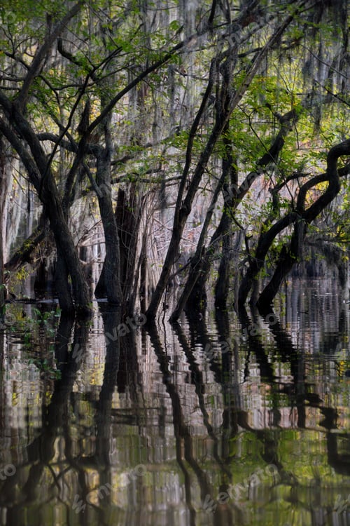 Preview: Vertical shot of green trees reflected in the water in Great Cypress Swamps, USA