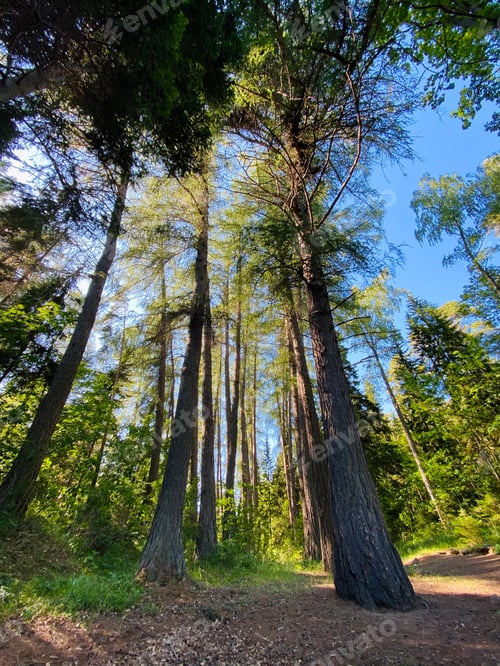 Preview: Trees