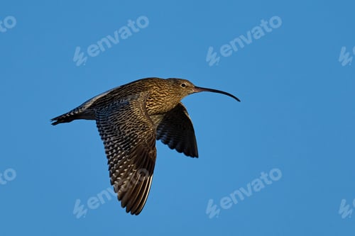 Preview: Eurasian curlew (Numenius arquata)