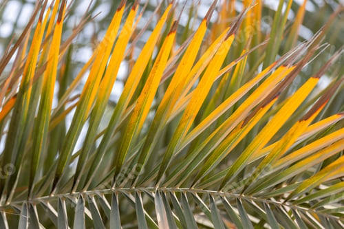 Preview: Branch of leaves on a palm tree, closeup