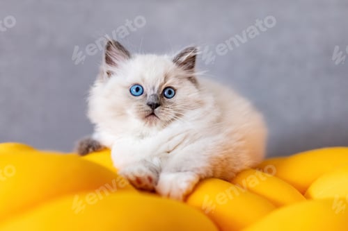 Preview: Ragdoll cat small kitten at home