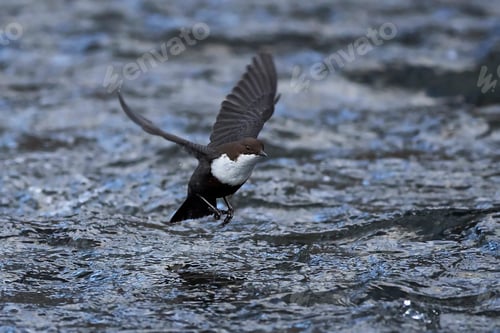 Preview: White-throated dipper (Cinclus cinclus)