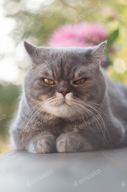 Preview: Grumpy gray shorthair cat napping, paws curled inward, displaying irritated demeanor against soft