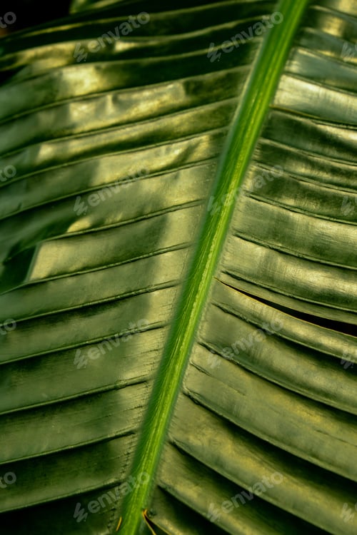 Preview: Green palm leaf pattern texture abstract background tropical forest, concept of ecology and