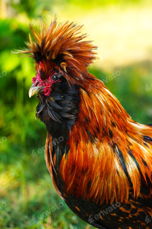 Preview: Colorful rooster displays vibrant plumage in a lush garden setting during the afternoon