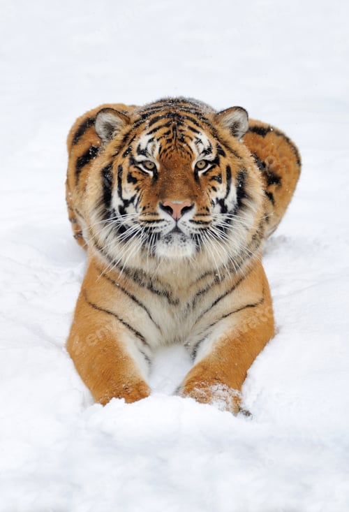 Preview: Tiger in snow
