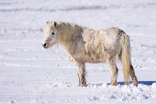 Preview: Side view of small white horse.