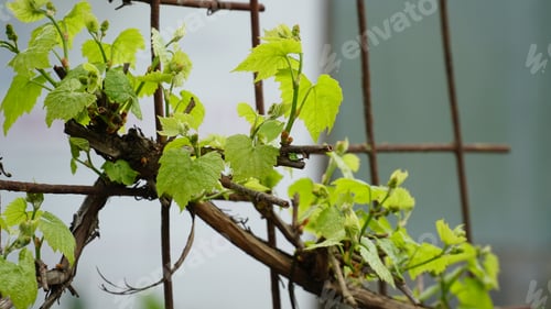 Preview: Vineyard. A vine with young leaves and budding buds. Sprout of Vitis vinifera