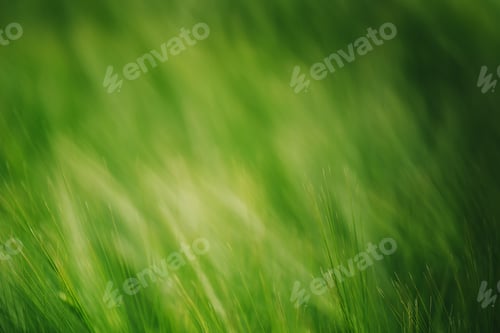 Preview: Green wheat in cultivated field as abstract agricultural backgro